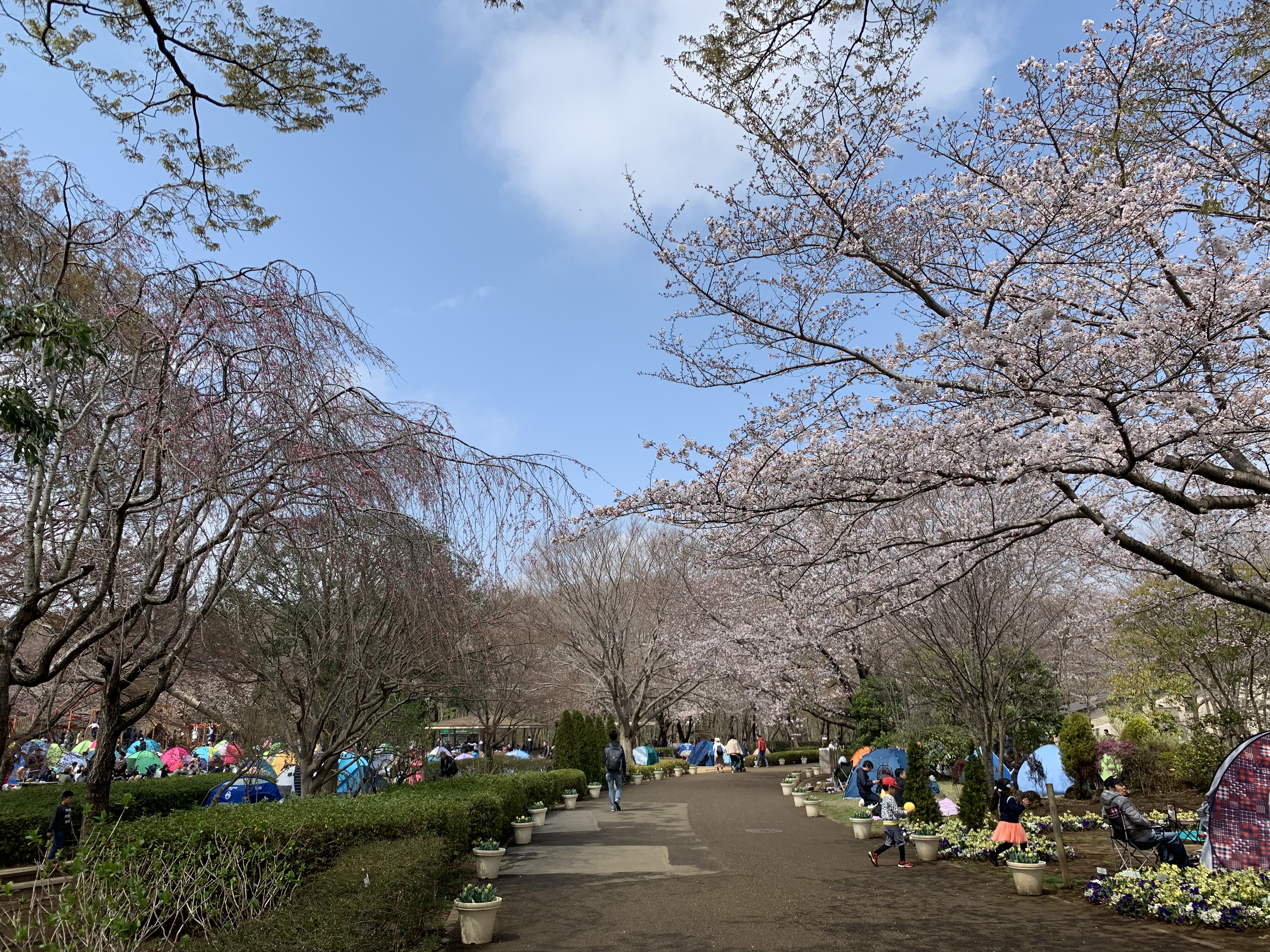 ふなばしアンデルセン公園で花見をしてきた しのざっき